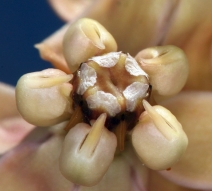 Asclepias albicans