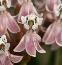 Asclepias fascicularis