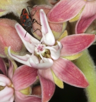 Asclepias speciosa