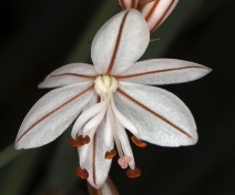 Asphodelus fistulosus