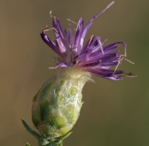 Acroptilon repens