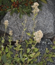 Ageratina occidentalis