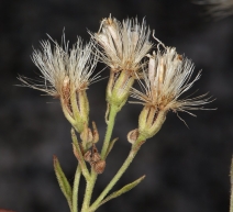Ageratina occidentalis
