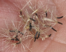 Ageratina occidentalis