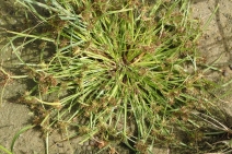 Cyperus difformis