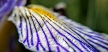 Iris missouriensis