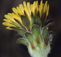 Agoseris grandiflora