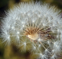 Agoseris grandiflora