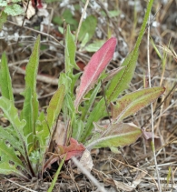 Agoseris grandiflora