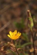 Agoseris heterophylla var. heterophylla