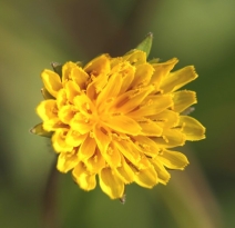 Agoseris heterophylla