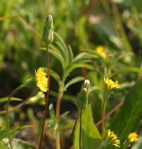 Agoseris heterophylla var. heterophylla