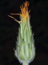 Agoseris retrorsa