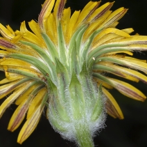 Agoseris retrorsa