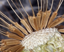 Agoseris retrorsa