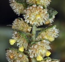 Ambrosia acanthicarpa
