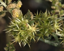 Ambrosia acanthicarpa