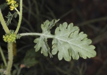 Ambrosia acanthicarpa