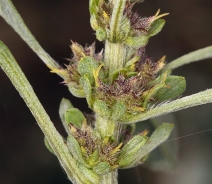 Ambrosia chamissonis