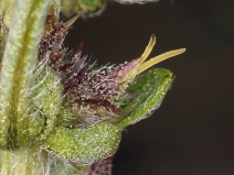 Ambrosia chamissonis