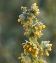 Ambrosia dumosa