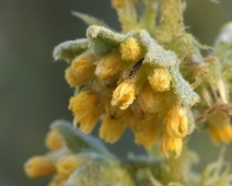 Ambrosia dumosa