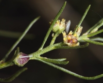 Ambrosia salsola var. salsola