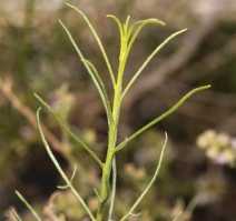 Ambrosia salsola var. salsola