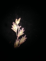 Torreyochloa pallida var. pauciflora