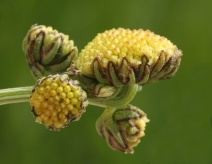 Artemisia norvegica