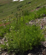 Artemisia norvegica