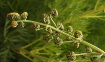 Artemisia norvegica