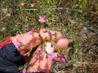 Centaurium floribundum
