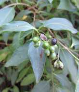 Cestrum parqui