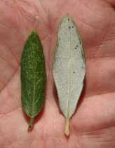Garrya veatchii