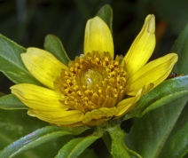 Bidens cernua