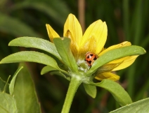 Bidens cernua