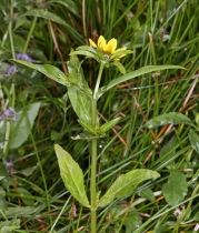 Bidens cernua