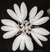Blepharipappus scaber