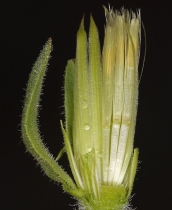 Brickellia greenei