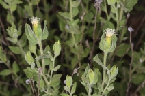 Brickellia greenei