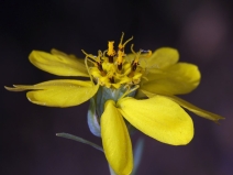 Calycadenia truncata