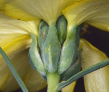 Calycadenia truncata