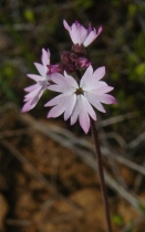 Lithophragma parviflorum var. parviflorum