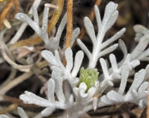 Chaenactis suffrutescens