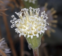 Chaenactis suffrutescens