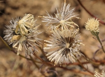 Chaenactis xantiana