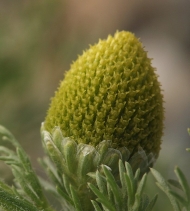 Matricaria discoidea