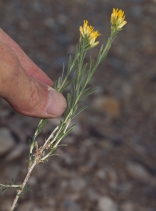 Chrysothamnus viscidiflorus
