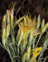Ericameria nauseosa var. speciosa